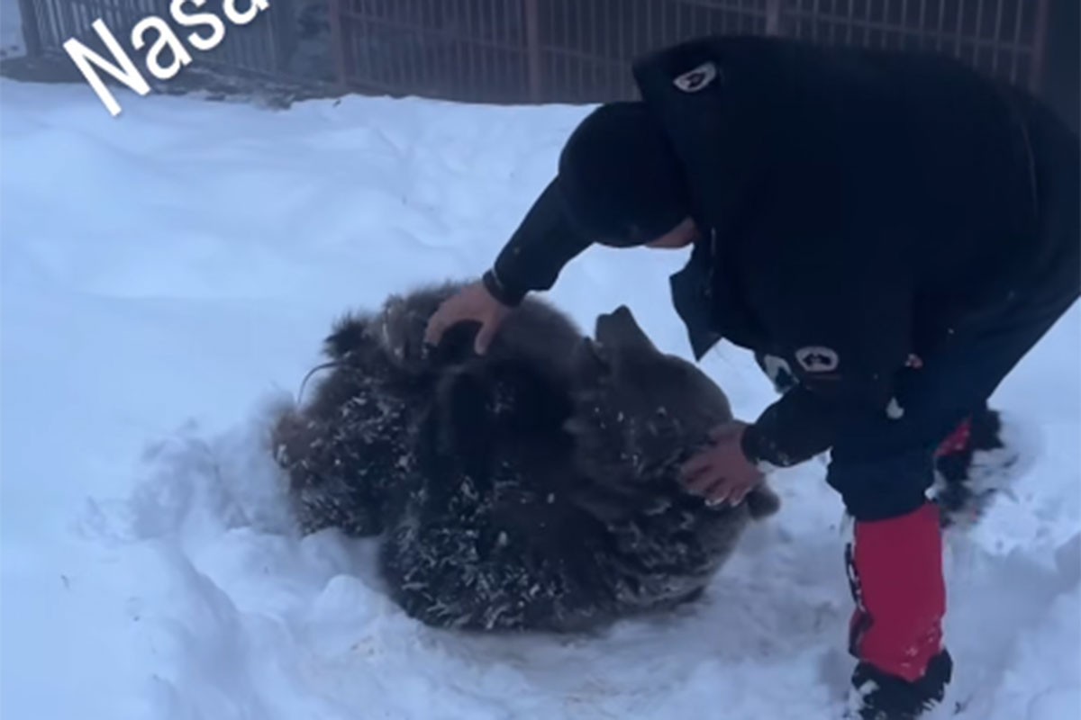 Snijeg na Ozrenu razveselio medvjedicu Ljubicu, Maša ipak više voli da se izležava (VIDEO)