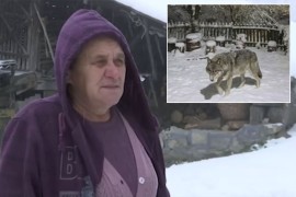 U selu kod Krupnja više zvijeri nego ljudi: Vuk ušetao u dvorište ...