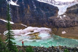 Biljke nisu uspjele spasiti Zemlju: Klimatska kriza biće još gora