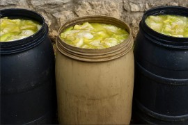 Zašto se glavice kupusa ne kisele nakon što ih stavite u bure?