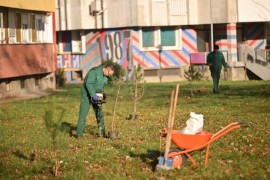 Banjaluka: Borik dobija 100 novih borova