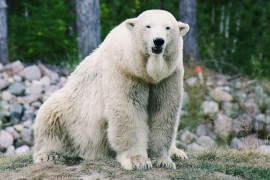 Studija: Genetske promjene pomažu polarnim medvjedima da se prilagode ...