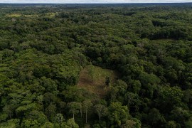 Kupio dio prašume: Potez švedskog milijardera ostavio svijet bez ...