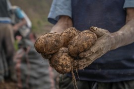 Poljoprivrednici zadovoljno trljaju ruke: Uprkos suši, ovogodišnji ...