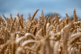 Cijene nafte, zlata i pšenice u padu