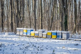 Vandalizam u Poljskoj: Skinuti krovovi sa košnica, pčele ostavljene ...