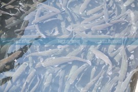I pored ograničenja EU i dalje kupuje rusku ribu, vrijednu milione evra