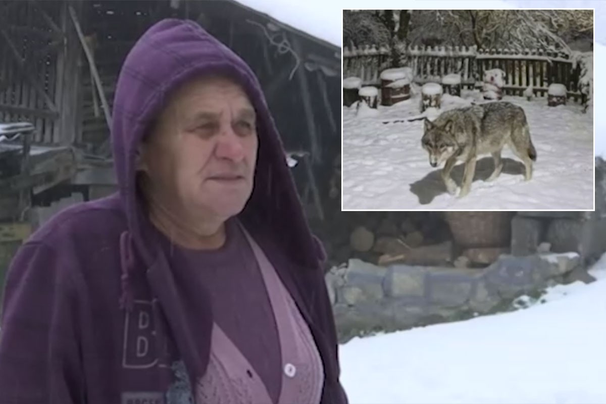 U selu kod Krupnja više zvijeri nego ljudi: Vuk ušetao u dvorište Nevene Samardžić (VIDEO)
