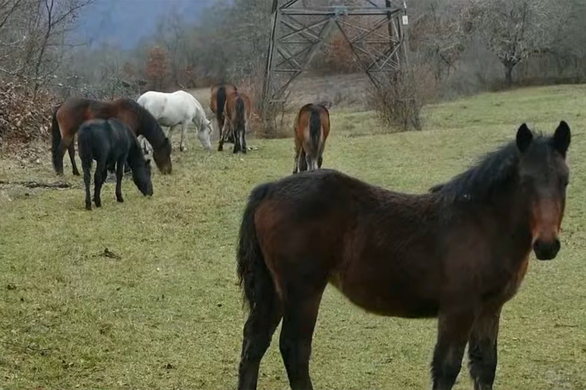 Napušteni konji pustoše imanja i gaze preko grobova, mještani ogorčeni (VIDEO)