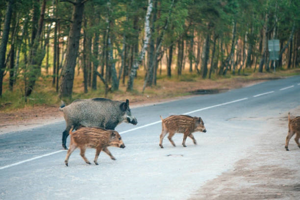Turistička destinacija uništava divlje svinje