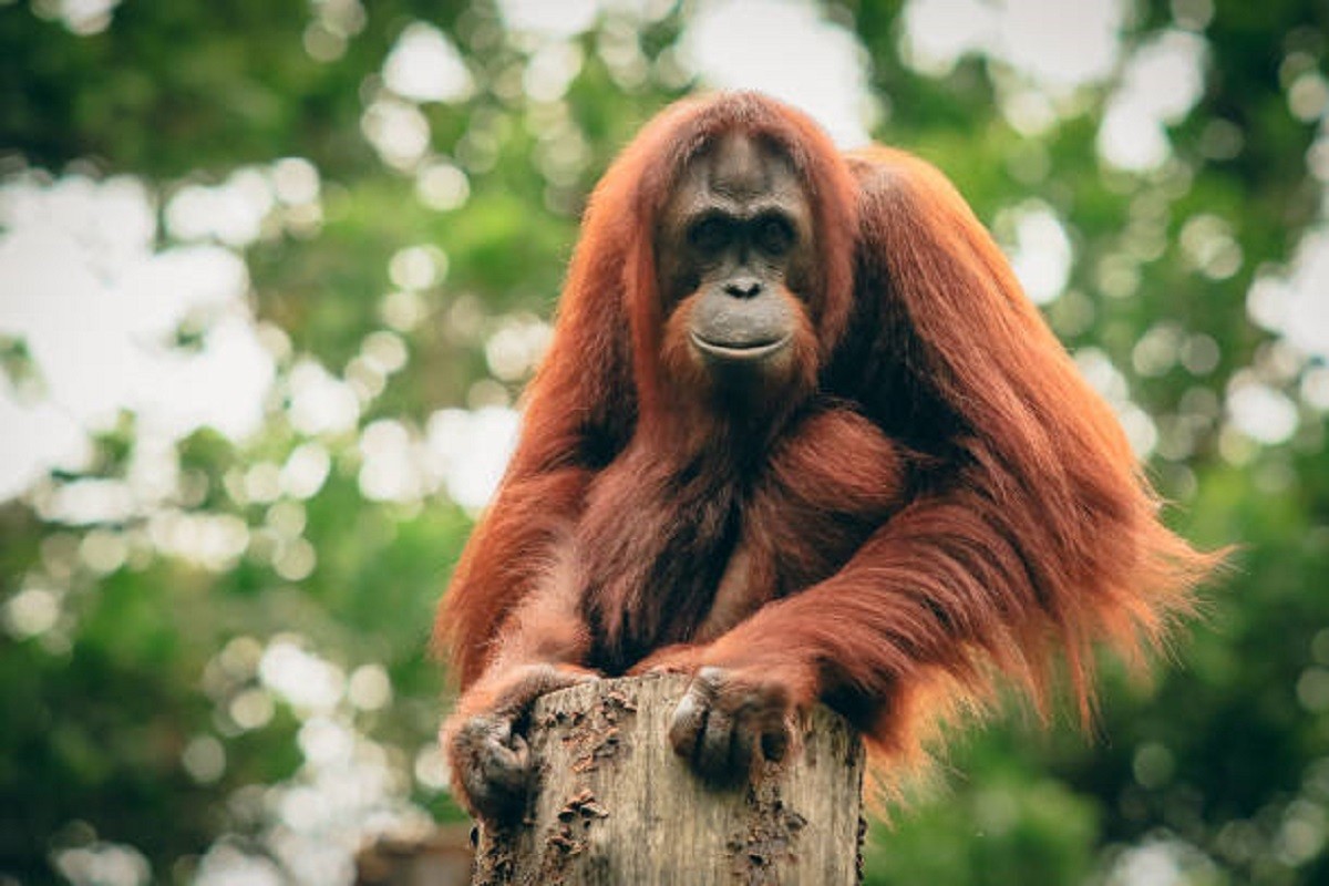 Predivna veza između djevojčice i orangutana (VIDEO)