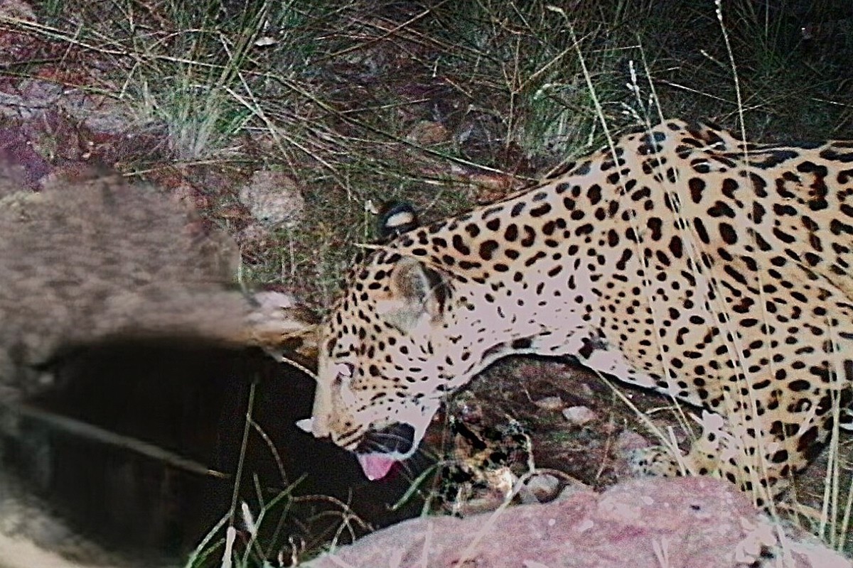 Jaguar viđen na pojilištu u Arizoni, peti primjerak u posljednjih 15 godina