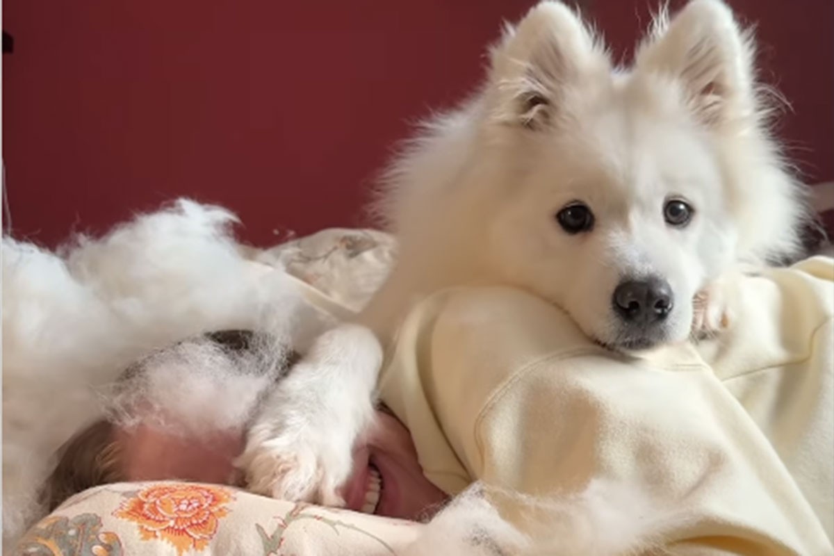 Vlasnica pokazala kako izgleda sezona linjanja samojeda (VIDEO)