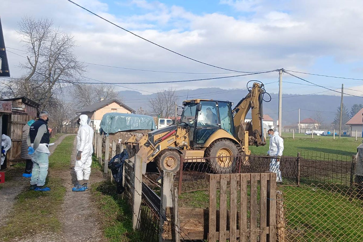 Eutanazirano cijelo stado ovaca zbog bruceloze