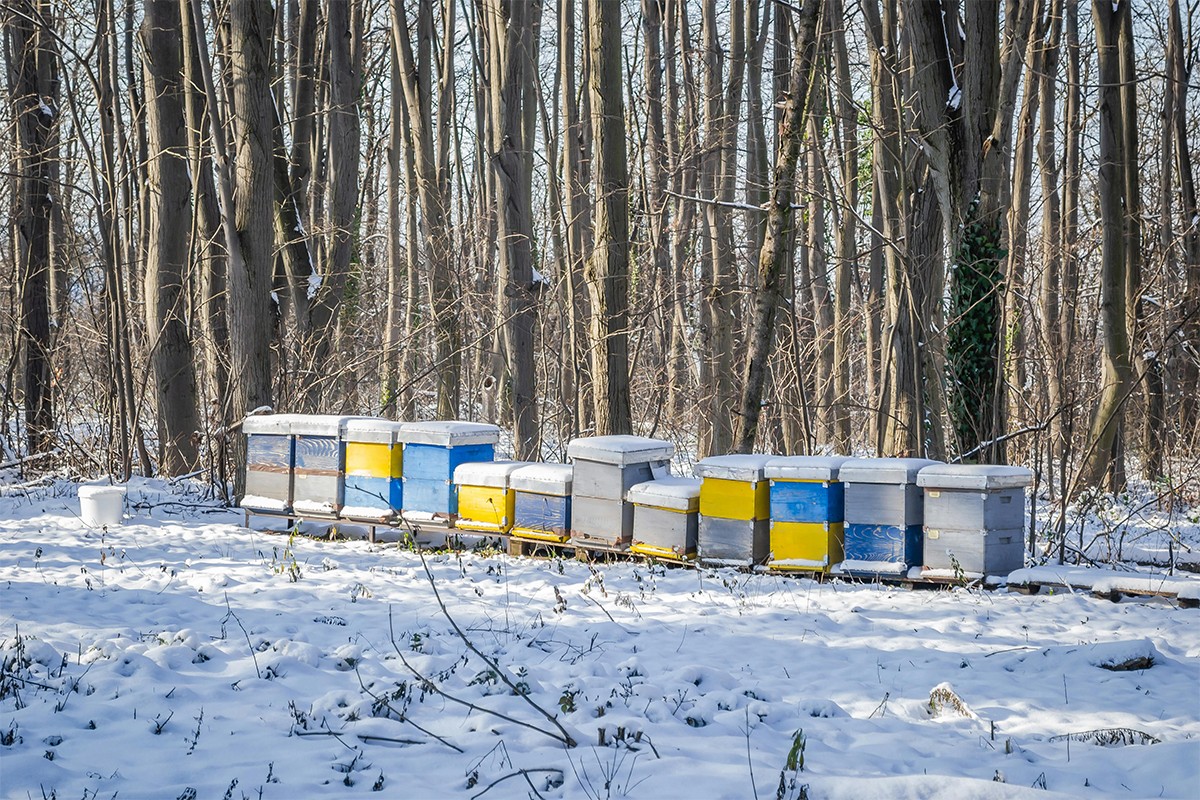 Vandalizam u Poljskoj: Skinuti krovovi sa košnica, pčele ostavljene na mrazu