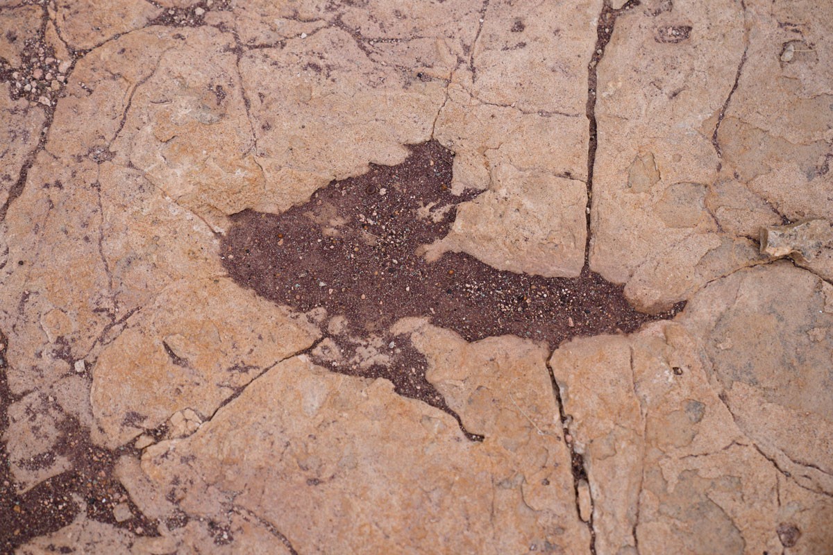Okrivena lokacija u Boliviji sa više od 16.000 tragova dinosaurusa