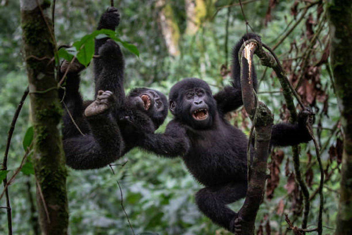 Mlade gorile i "majmunisanje" (VIDEO)