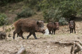 Trihinelozom 2025. zaraženo 14 divljih svinja u Republici Srpskoj