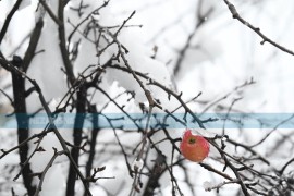 Voćari priželjkivali ovakvu zimu: Snijeg i minusi obećavaju dobar rod