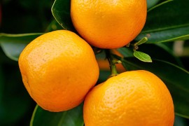 Zvali građane na besplatnu berbu mandarina, niko se nije pojavio