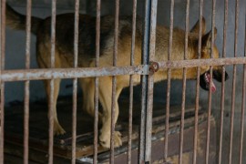 Počelo suđenje Pelivanu, psihijatru koji je držao 67 pasa i dva vuka