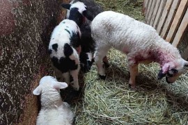 Psi upali na imanje i usmrtili pola stada ovaca