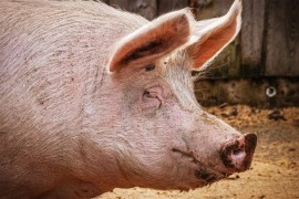 Virus afričke kuge svinja i dalje se širi Slavonijom i Baranjom