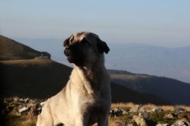 Neustrašivi pas na visoravni u Srbiji spasio ovce od vuka