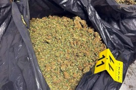 U Crnoj Gori zaplijeljeno 107 kilograma marhuane
