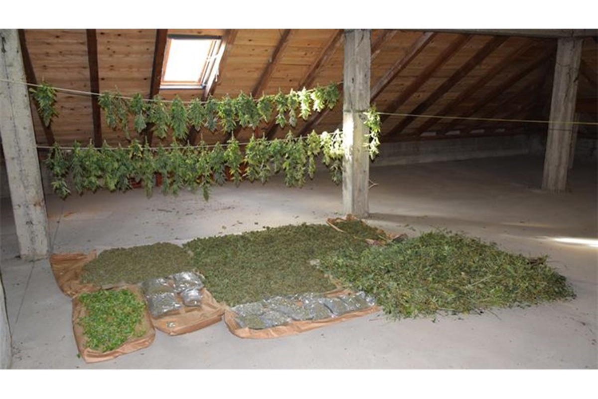 Srpska kriminalna grupa "pala" u Hrvatskoj: Napravili laboratoriju marihuane (FOTO)
