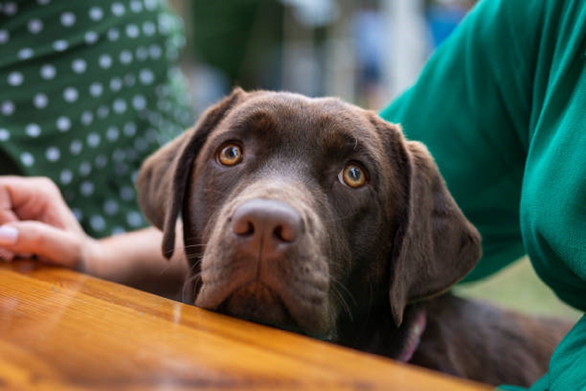 Labrador se rastužio jer je ostao bez poklona (VIDEO)