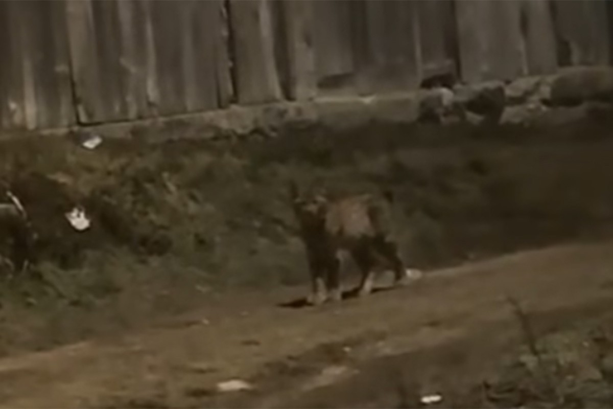 Ris snimljen u Livnu (VIDEO)