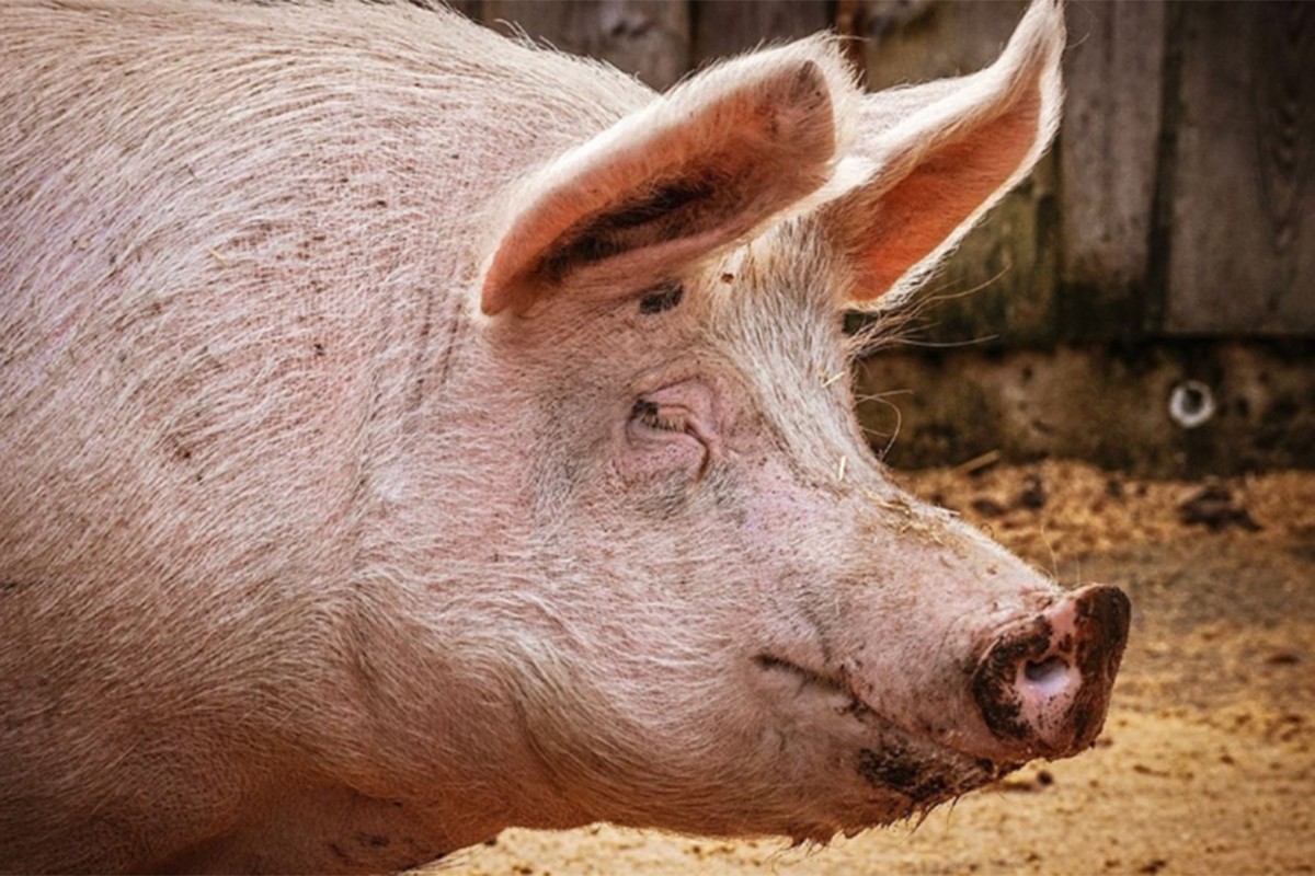 Virus afričke kuge svinja i dalje se širi Slavonijom i Baranjom