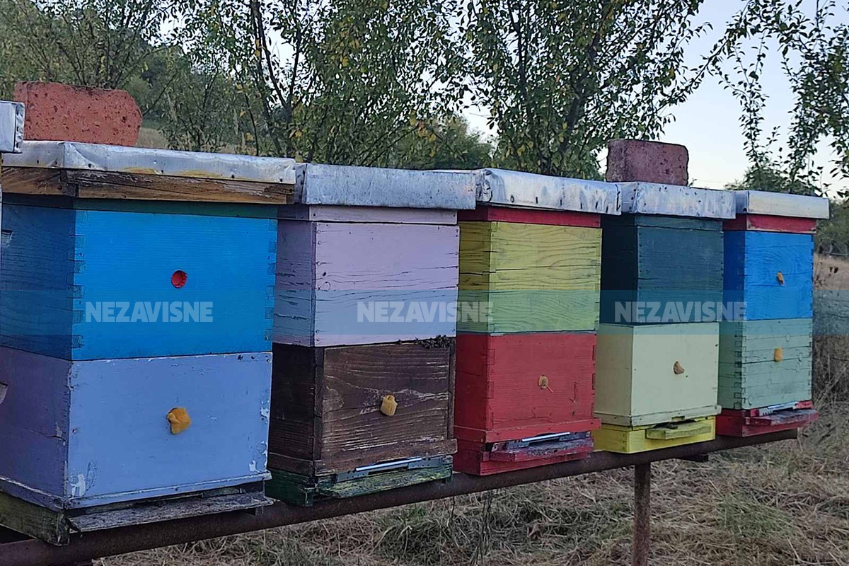 Opasno, ali profitabilno: Šta pčelari moraju znati o pčelinjem otrovu