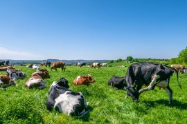 Država koja ima više krava nego ljudi