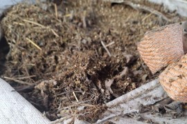 Pretresi u Bijeljini: Oduzeta veća količina marihuane i radnih mašina