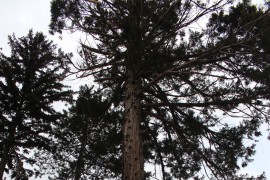 Sekvoja, kedar i platani, živi spomenici prirode