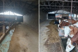 Farma iz Gradiške ugasila proizvodnju: Krave prodali kolegi u FBiH