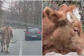 Oprezno u saobraćaju: Krava šeta putem ka ski-centru (VIDEO)