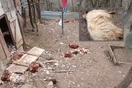 Teško oboljelom Banjalučaninu šakali poklali ovce i kokoške (VIDEO)