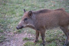 U Busovači potvrđena afrička kuga svinja, lešine pronađene kod ...