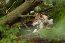 Od straha do prilagođavanja: Kako vukovi uče da žive uz čovjeka?