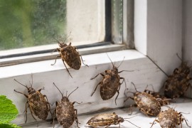 Smrdljivi martini bježe od ovog mirisa: Imate ga u kuhinji
