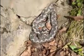 Poskok snimljen u Banjaluci, profesor pojasnio šta treba raditi (VIDEO)