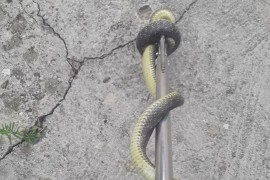 Dom zdravlja Banjaluka nema seruma protiv ujeda zmije