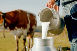 "Meggle" najavio smanjenje otkupa mlijeka: Ovo je omča oko vrata ...