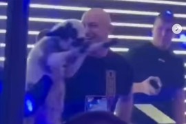 Podnesene tri krivične prijave protiv Desingerice zbog jagnjeta na ...