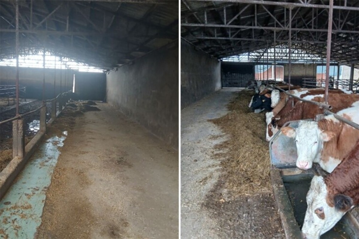 Farma iz Gradiške ugasila proizvodnju: Krave prodali kolegi u FBiH