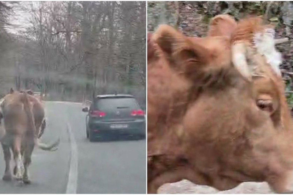 Oprezno u saobraćaju: Krava šeta putem ka ski-centru (VIDEO)