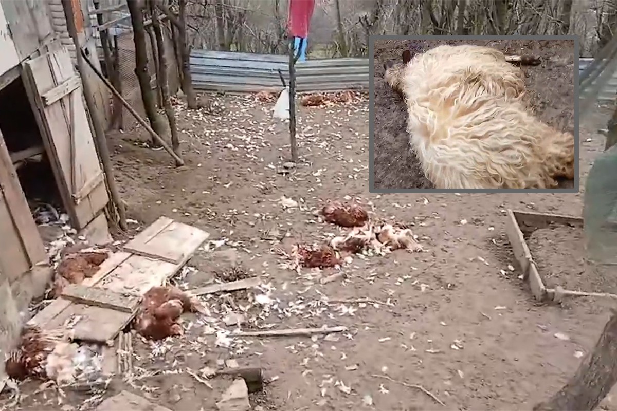 Teško oboljelom Banjalučaninu šakali poklali ovce i kokoške (VIDEO)